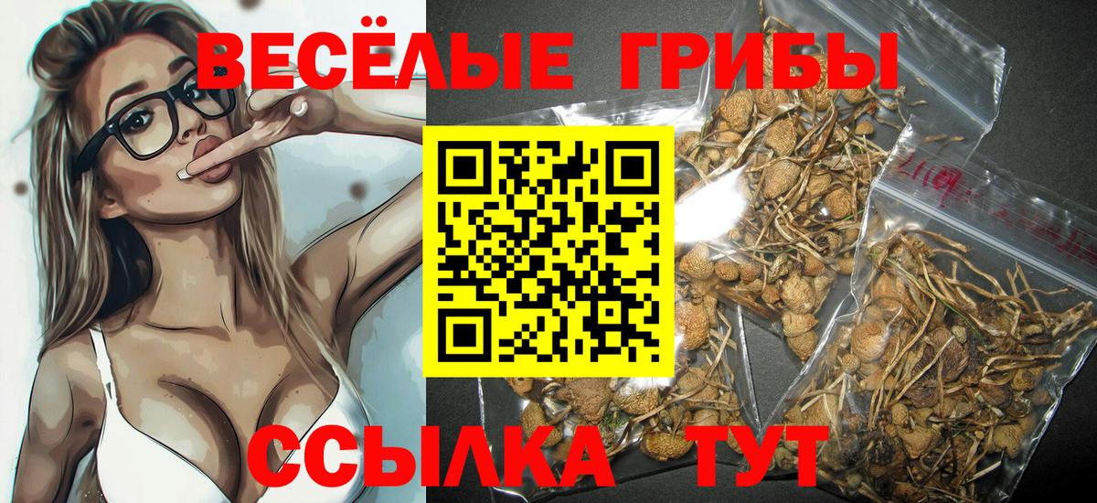 Псилоцибиновые грибы прущие грибы  Псилоцибиновые грибы GOLDEN TEACHER  Тамбов  Вход с VPN 
